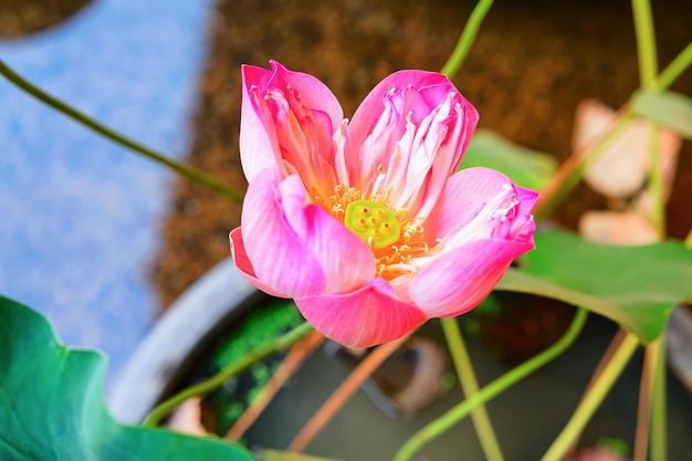 Roze lotusbloemen veld en boerderij in Siem Reap, Cambodja.