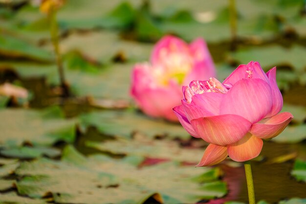 Roze lotusbloemen