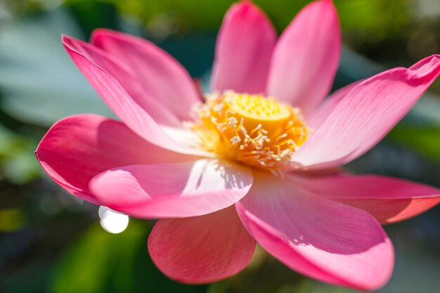 Roze lotusbloesem close-up Waterlelie bloemen bloeien op de vijver