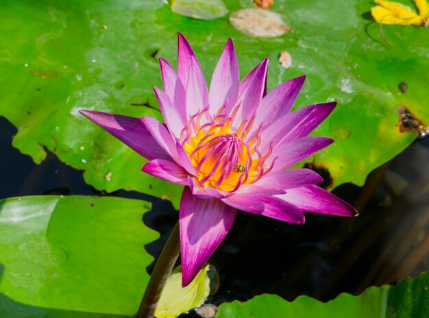 Roze lotusbloesems of waterleliebloemen die op vijver bloeien