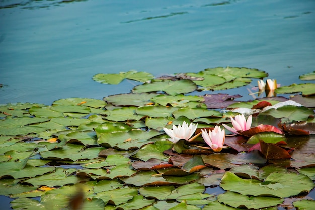 Roze lotussen in helder water. Mooie waterlelies in de vijver.