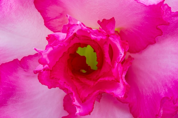 Roze macro bloemenClose-up van Boterbloem lente bloem vintage bloemmotief macro