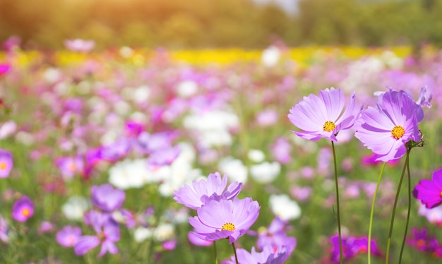 Roze madeliefjebloem in plantkundetuin