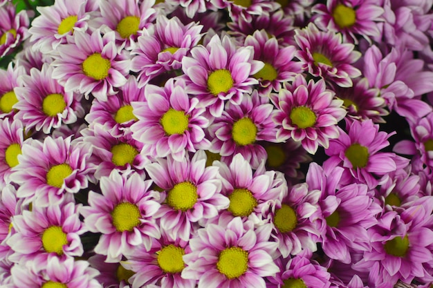 roze madeliefjebloemen boeket