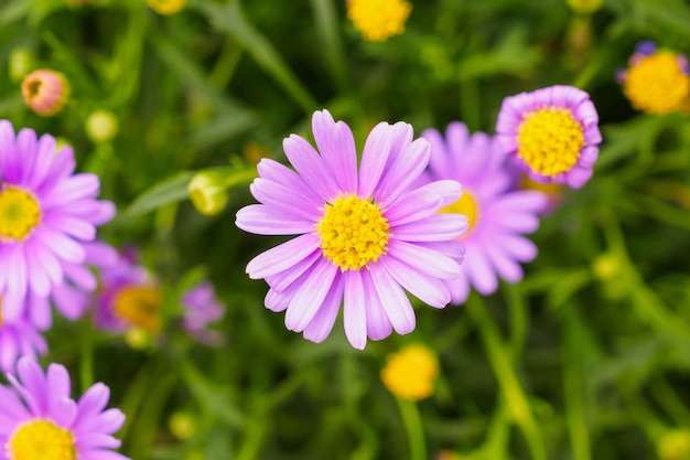 Roze madeliefjebloemen