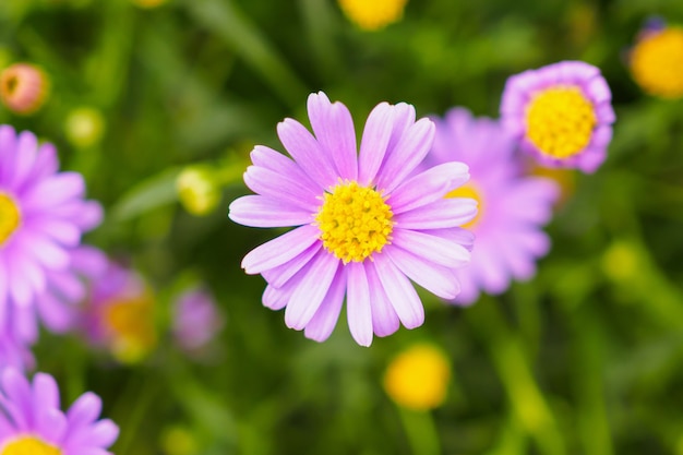 Roze madeliefjebloemen