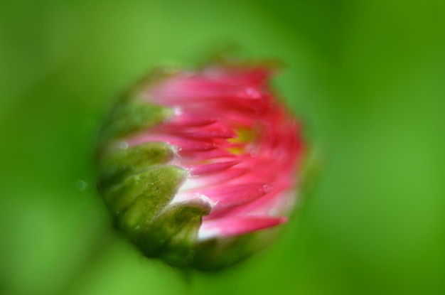 Roze madeliefjeknop mooi vervaging macrobeeld