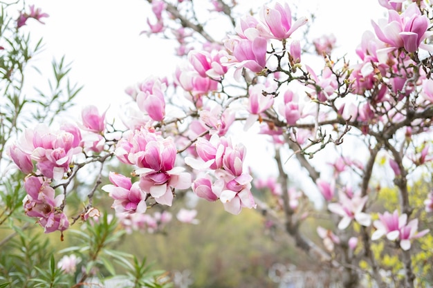 Roze magnolia bloeit magnolia bloeit in het voorjaar
