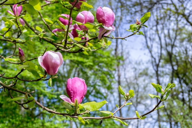 Roze Magnolia Bloeit