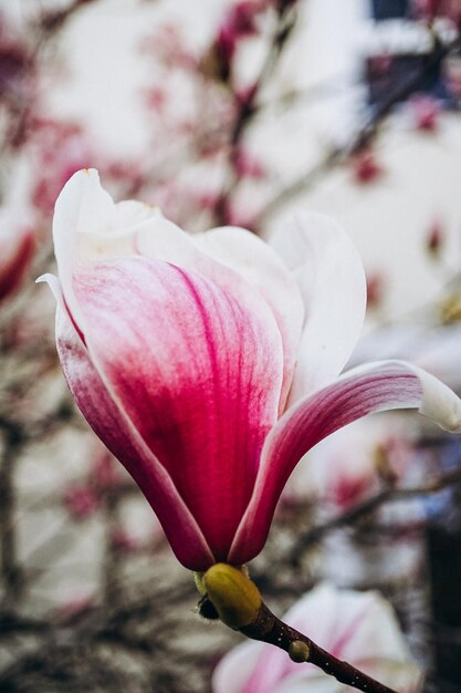 roze magnolia bloemen bloeien in de lente