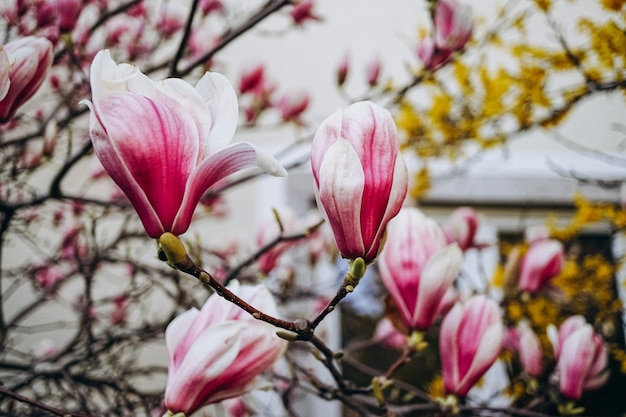 Foto roze magnolia bloemen bloeien in de lente