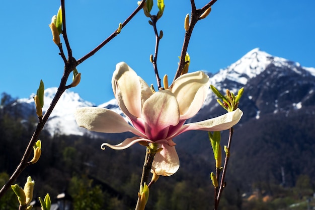 Roze magnolia bloemen bloeiende boom in het wild tegen de achtergrond van besneeuwde bergen Magnolia stellata selectieve focus