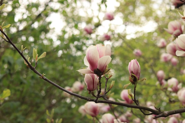 Roze magnolia bloemen van dichtbij