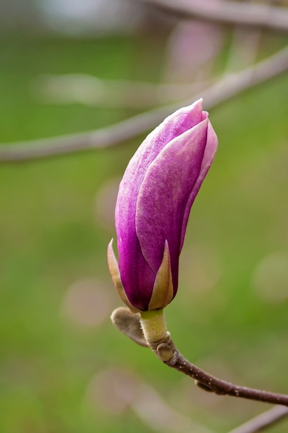 Roze magnolia bloemknop op een boomtak