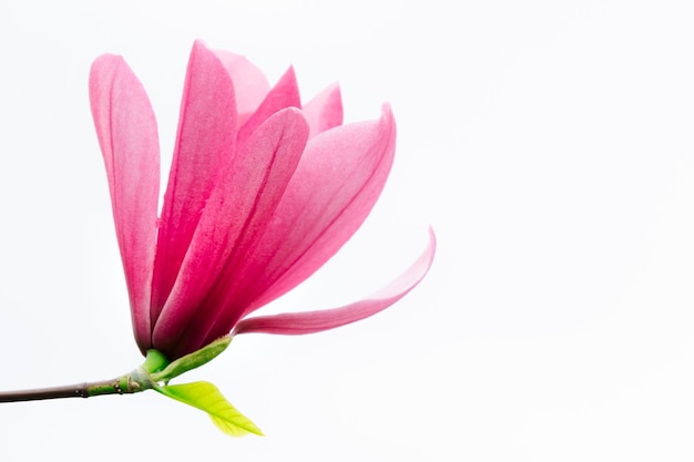Roze magnolia geïsoleerd concept