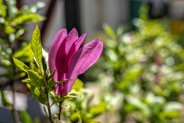 Roze magnoliabloem en groene bladeren