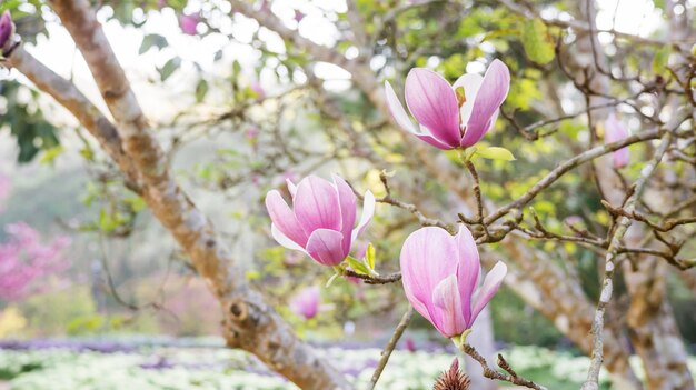 Roze magnoliabloem in een tuin.