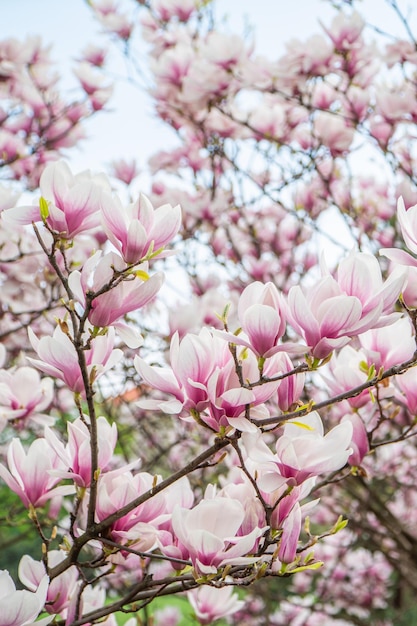 Roze magnoliabloem op een warme verticale foto van de lentedag