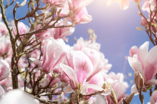 Roze magnoliaboom met bloeiende bloemen in de lente