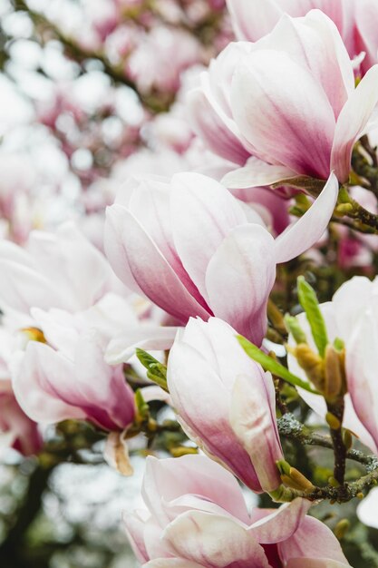 Roze magnoliaboom met bloeiende bloemen in de lente