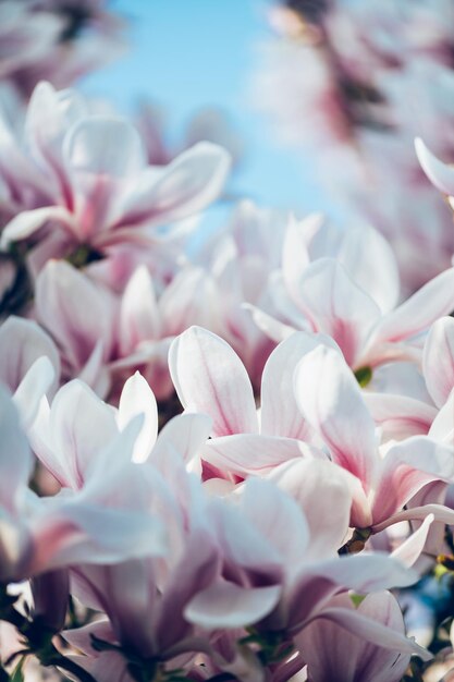 Roze magnoliaboom met bloeiende bloemen in de lente