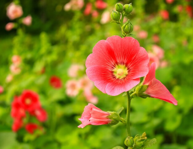 Roze Malva-bloemen die in de tuin bloeien