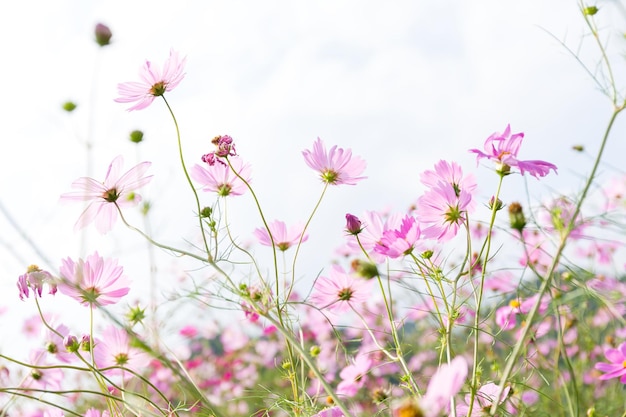 Roze margrietveld