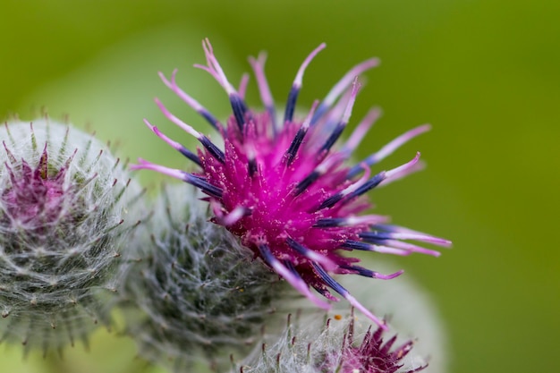 Roze mariadistelbloem in bloei in de zomerochtend