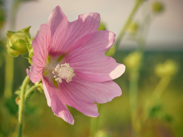 Roze marshmallow bloemen