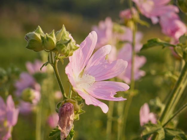 Roze marshmallow bloemen