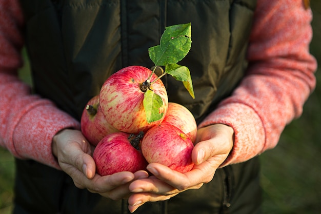 Roze met strepen verse appels van takken in vrouwenhanden op een donkergroene achtergrond. Herfst oogstfeest, landbouw, tuinieren, dankzegging. Warme sfeer, natuurlijke milieuvriendelijke producten