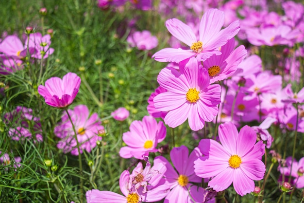 Foto roze mexicaanse asterbloemen in tuin zonnige dag op een achtergrond van groene bladeren. kosmos bipinnatus.