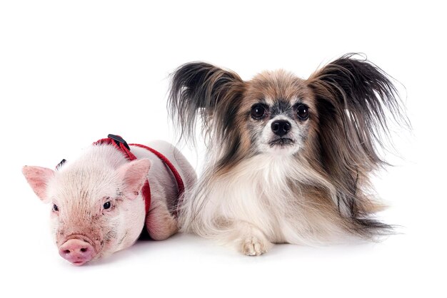 roze miniatuurvarken en papillonhond voor witte achtergrond