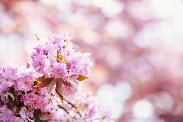 Roze mooie bloemen op de bloeiende boom in de vroege lente achtergrond blured