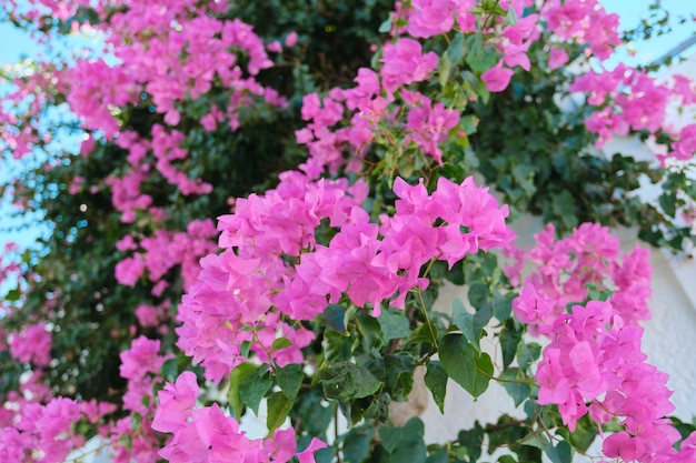 Roze mooie bloemen op een struik, achtergrond, schoonheid, natuur.