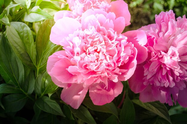 Roze mooie pioenroos over de groene bladeren