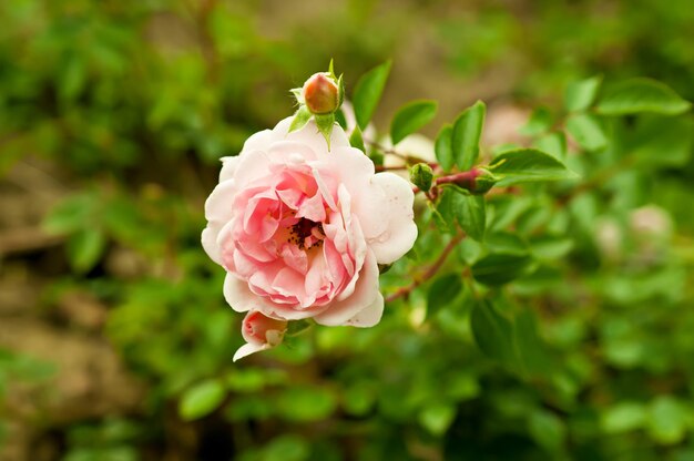 Roze mooie roos die in de tuin groeit