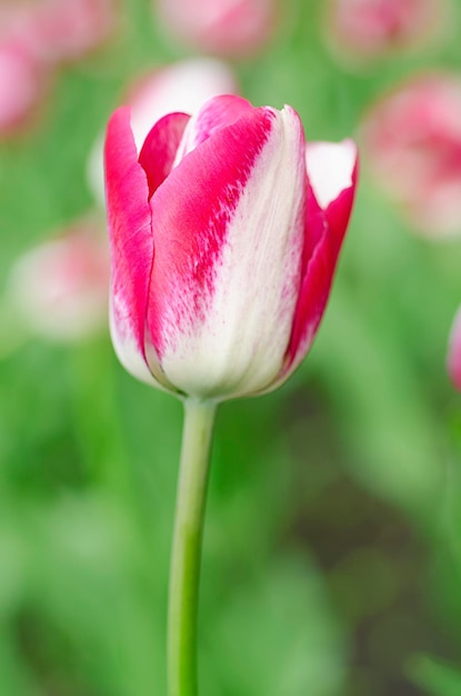 Roze mooie tulp in de lente bloemen Pasen achtergrond