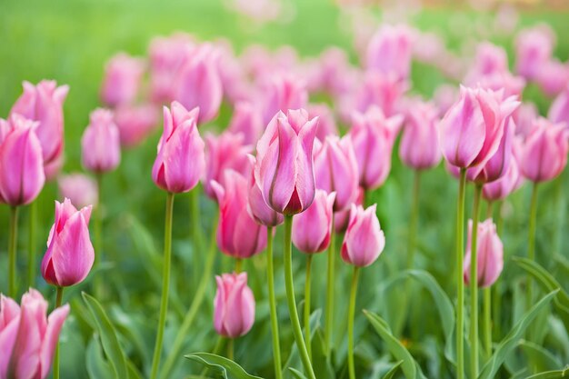 Roze mooie tulpen