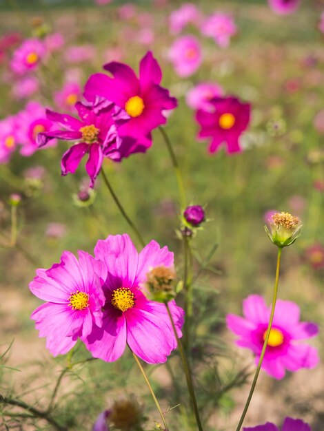 Roze mosbloemen onder bewolkte blauwe hemel