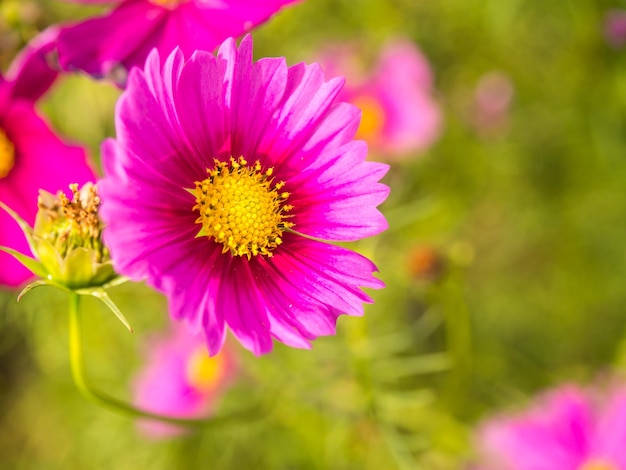 Roze mosbloemen onder bewolkte blauwe hemel