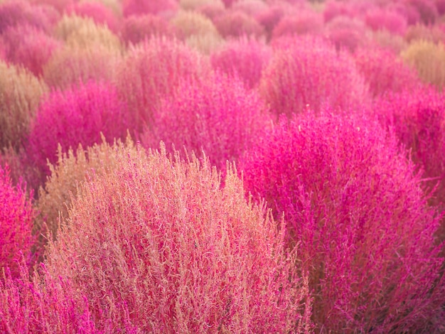 Roze Muhly en Kochia kleurrijk in de herfst bij Haneul-Park, Zuid-Koreaans