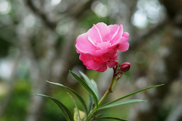 Roze Nerium Oleander bloem in de tuin