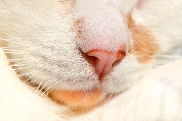 Roze neus van een witte kat close-up Cute Pet Cat Macro