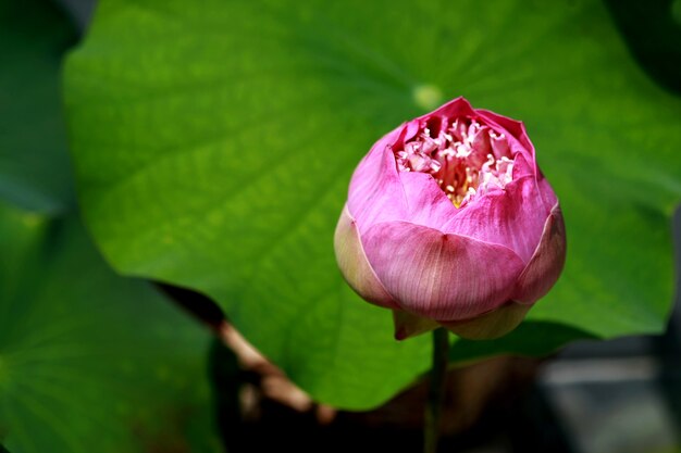 Roze nucifera van lotusbloemelumbo, sluit omhoog, in het park openlucht
