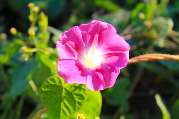 Roze ochtendglorie in de tuin