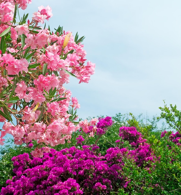 Roze oleanders met paarse bloemen op de achtergrond