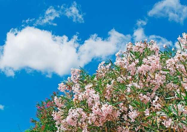 Roze oleanders onder een blauwe lucht