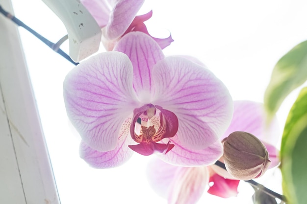 Roze orchidee bloem close-up macro foto