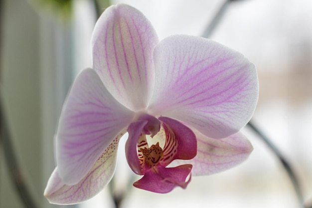 Roze orchidee bloem close-up macro foto